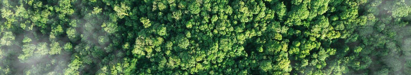 Forest from above