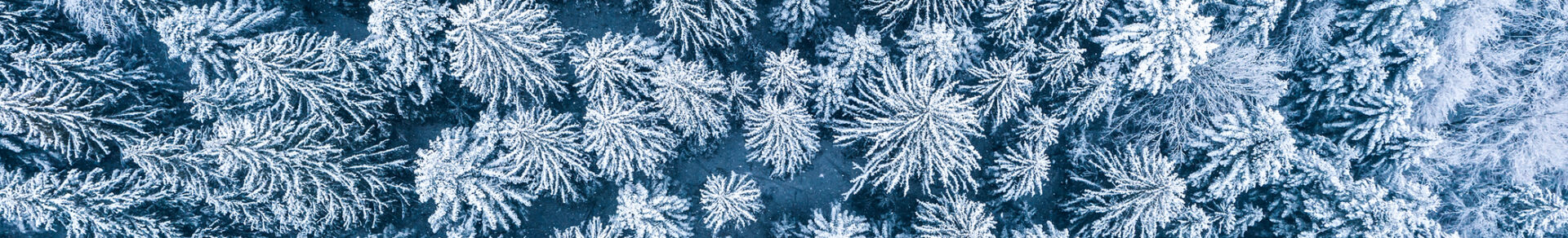 A beautiful spruce forest in a wintry January