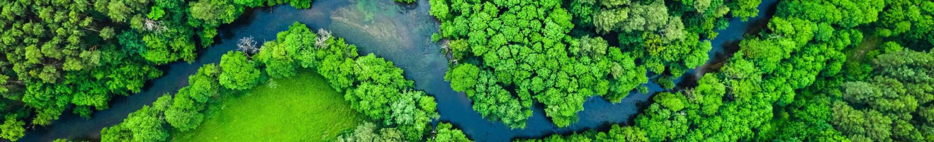 Green forest with a river running through