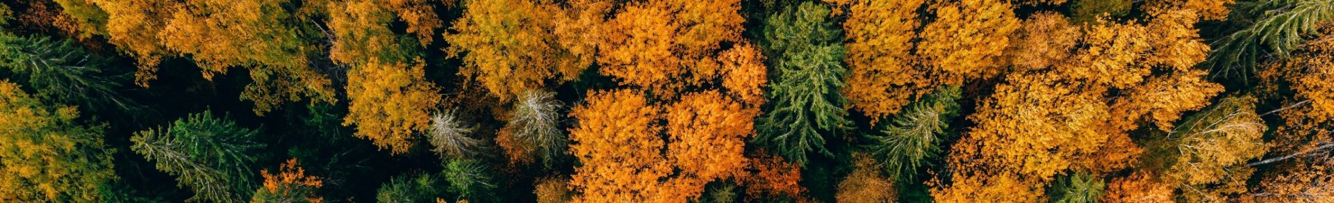 Forest with autumn leaves