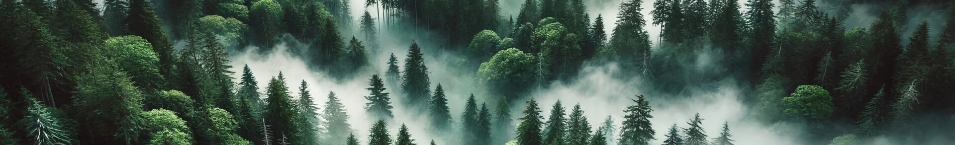 Foggy forest