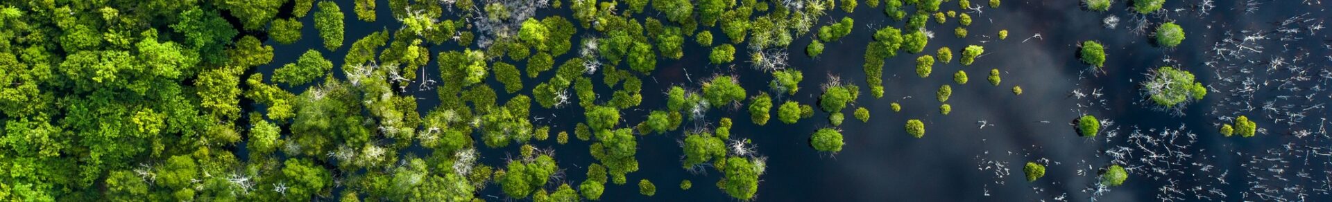 A forest that opens out into water