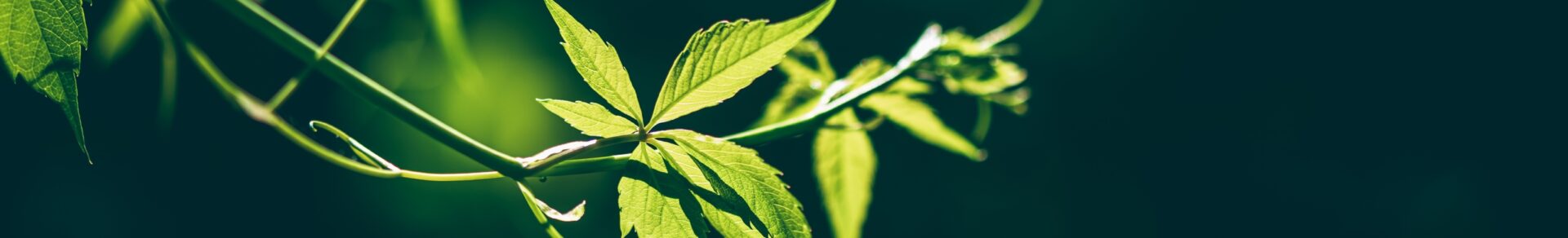 Calm nature image in green presenting our basic course in SEO